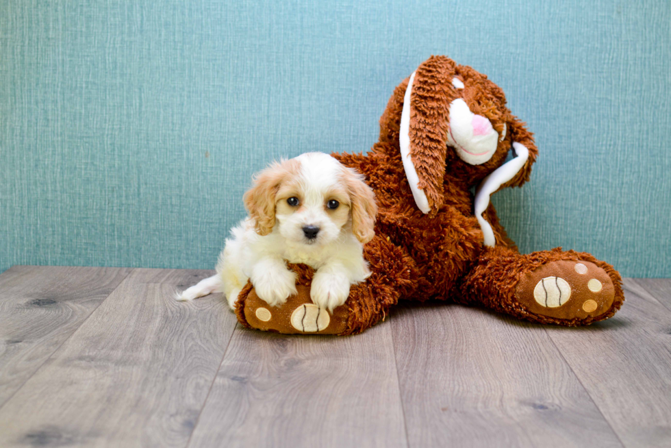 Cavachon Puppy for Adoption