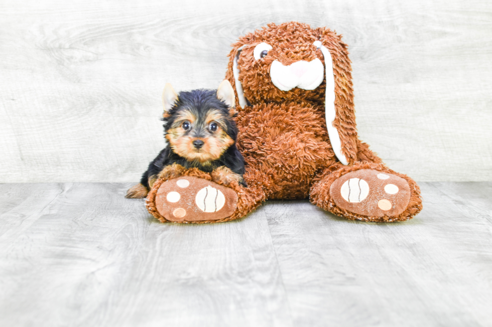 Meet Avery - our Yorkshire Terrier Puppy Photo 