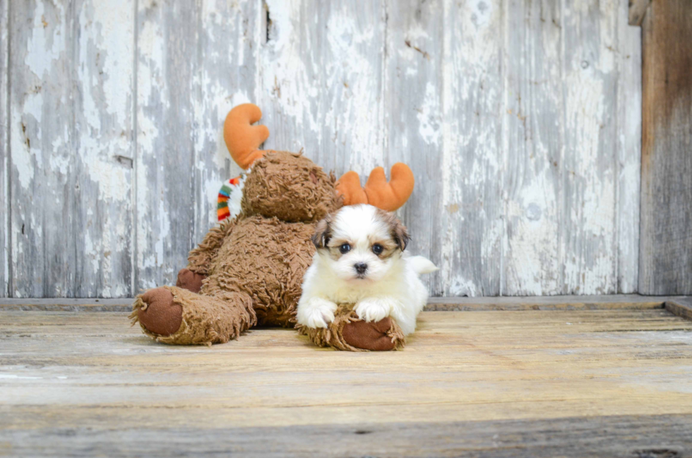 Teddy Bear Puppy for Adoption