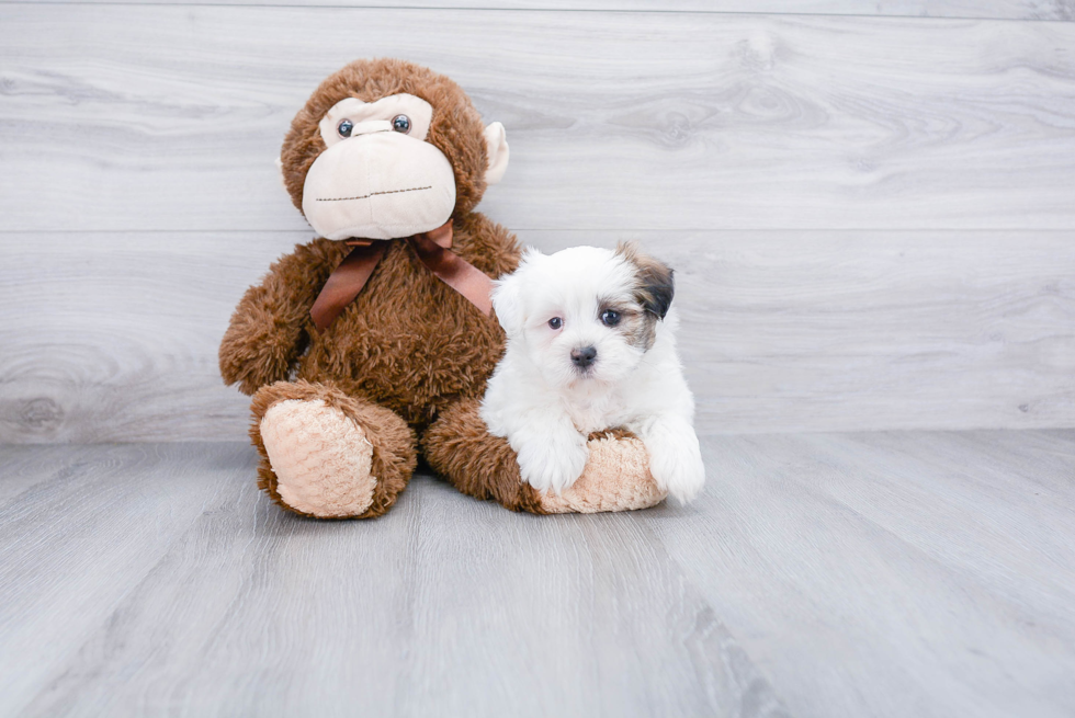 Playful Shichon Designer Puppy