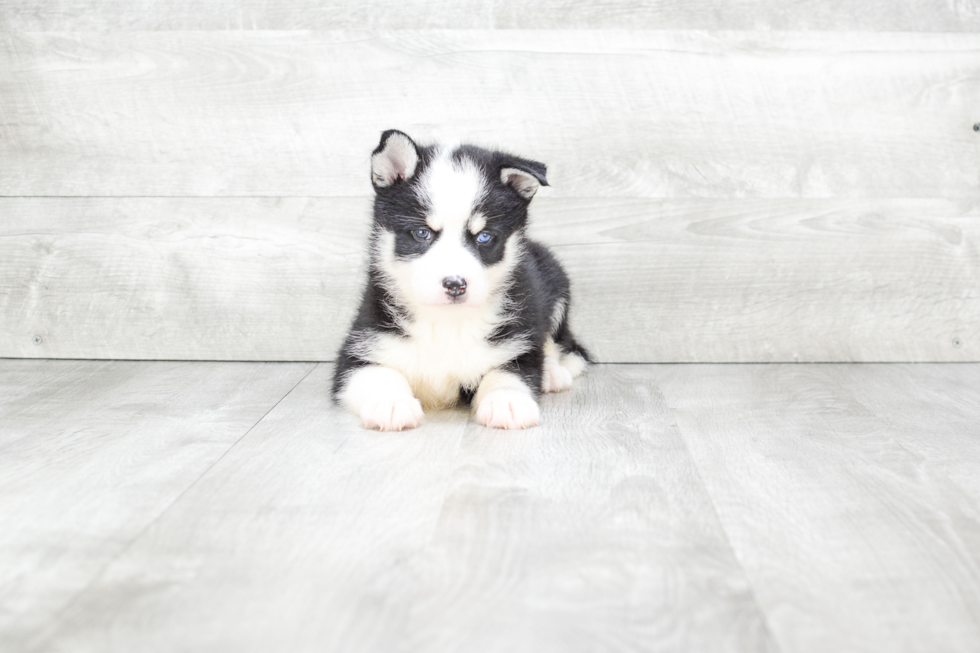 Small Pomsky Baby