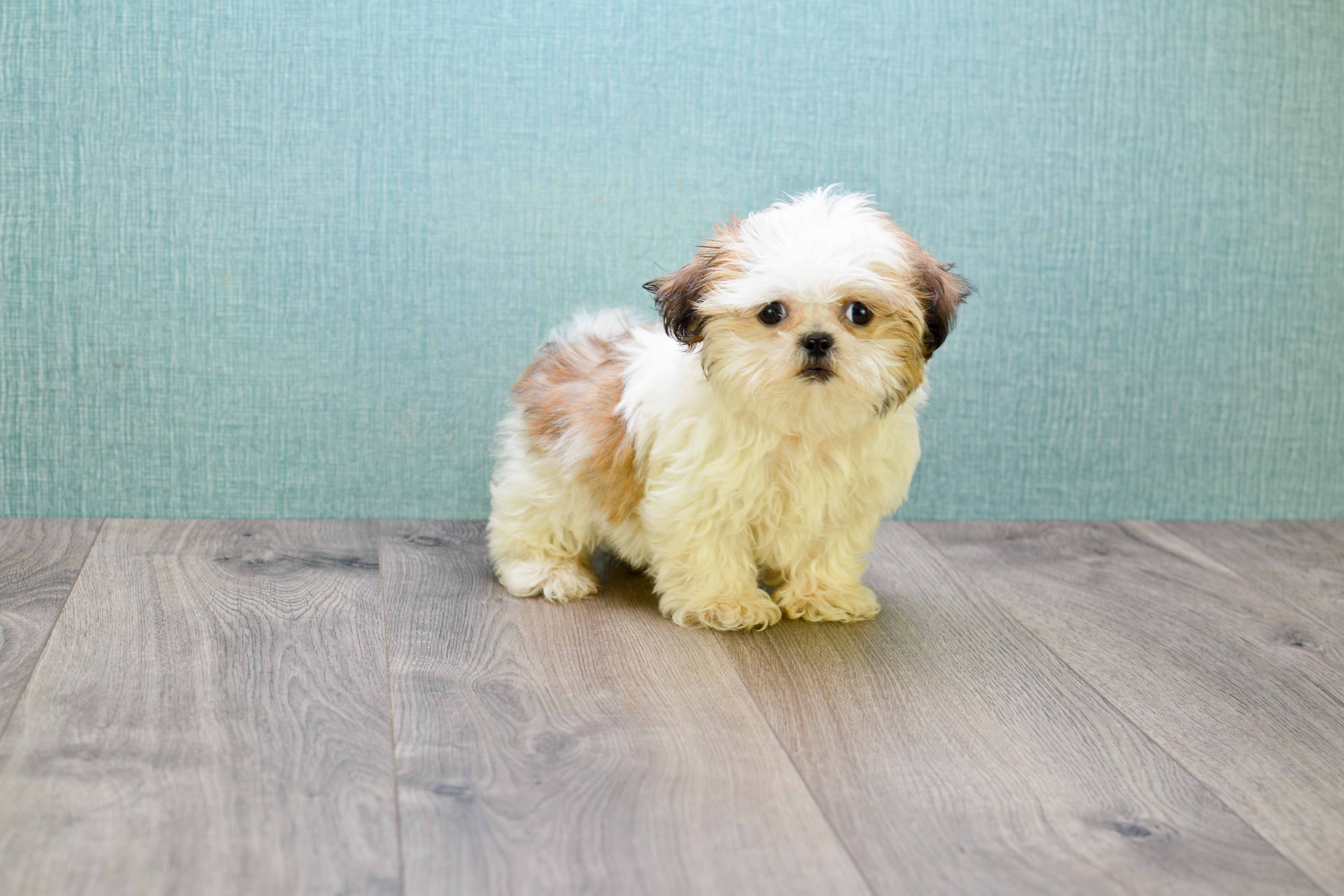 Best Shih Tzu Baby