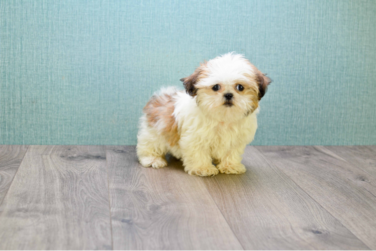 Best Shih Tzu Baby