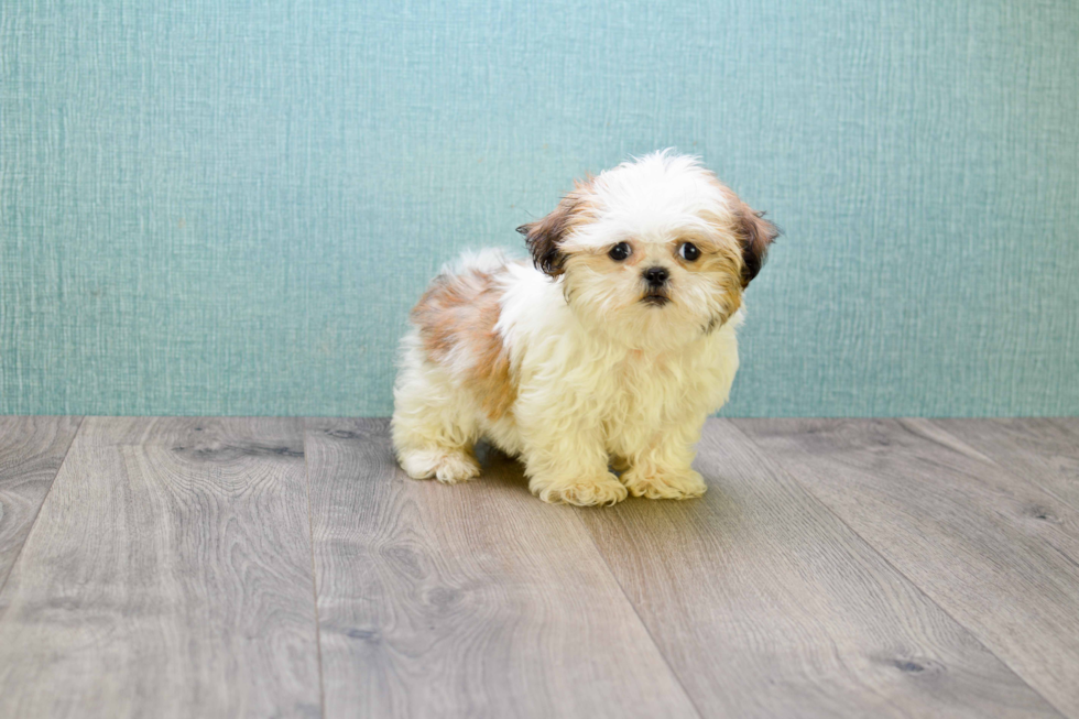 Best Shih Tzu Baby