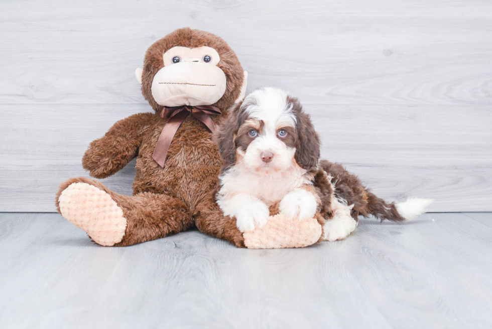 Popular Mini Bernedoodle Poodle Mix Pup