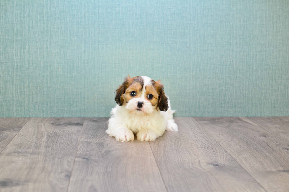 Smart Cavachon Designer Pup