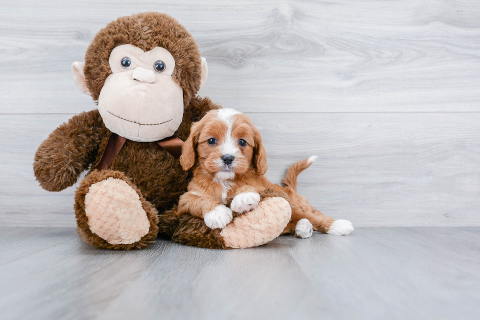 Small Cavapoo Baby