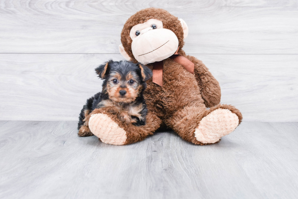 Meet Rascal - our Yorkshire Terrier Puppy Photo 