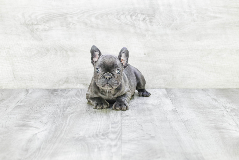 Popular French Bulldog Purebred Pup