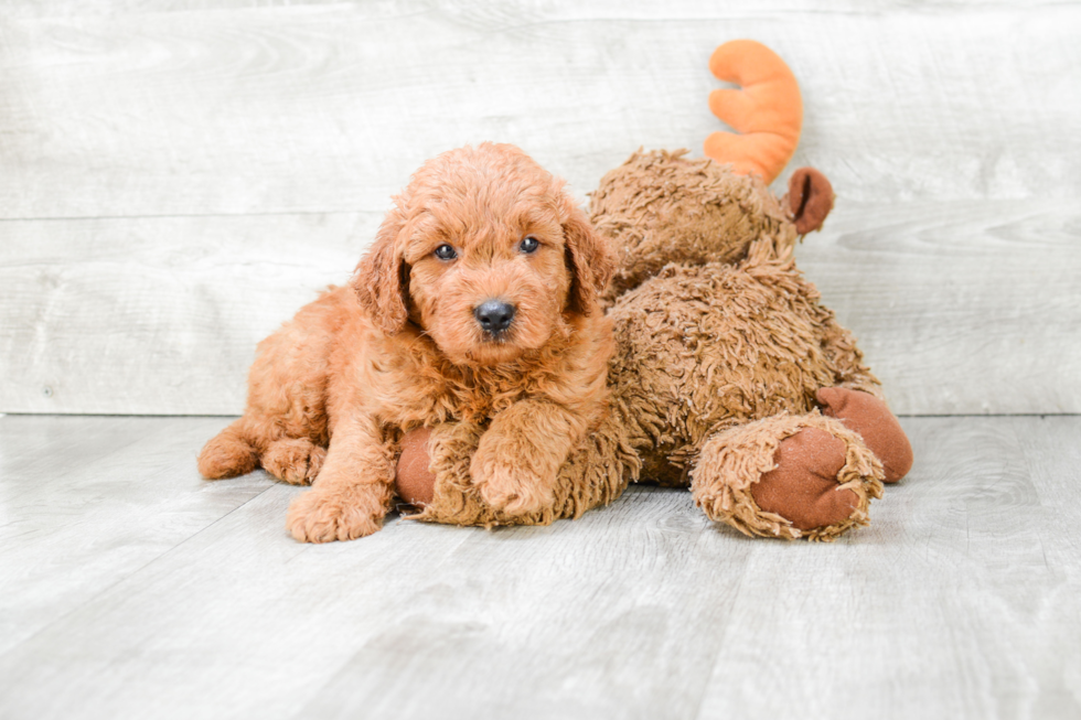 Best Mini Goldendoodle Baby