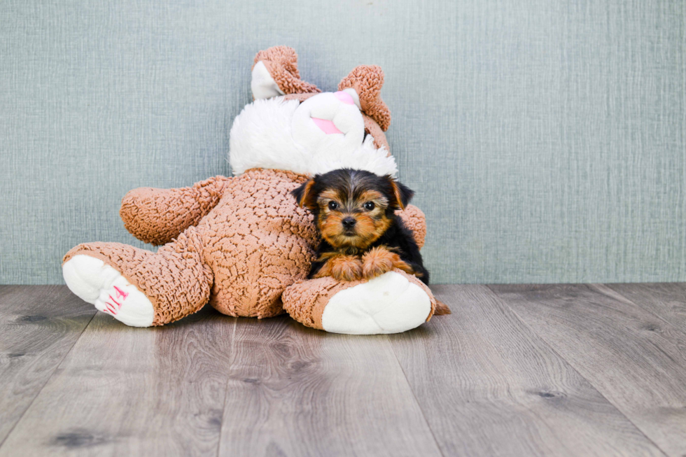 Meet Bella - our Yorkshire Terrier Puppy Photo 