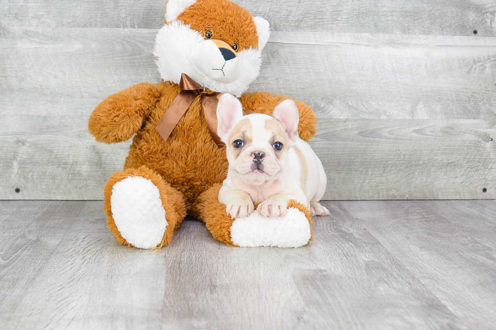 French Bulldog Puppy for Adoption