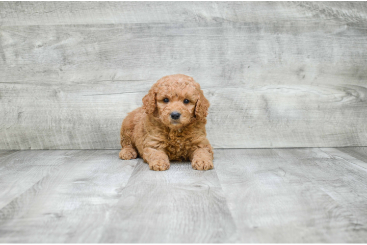 Sweet Mini Goldendoodle Baby