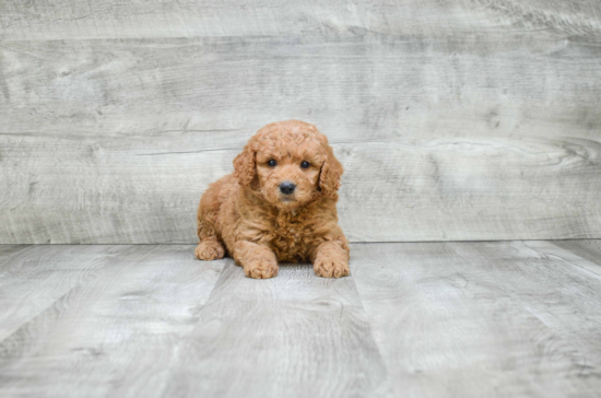 Sweet Mini Goldendoodle Baby