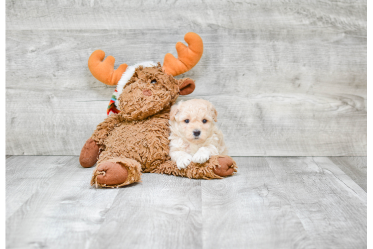 Playful Maltese Poodle Poodle Mix Puppy