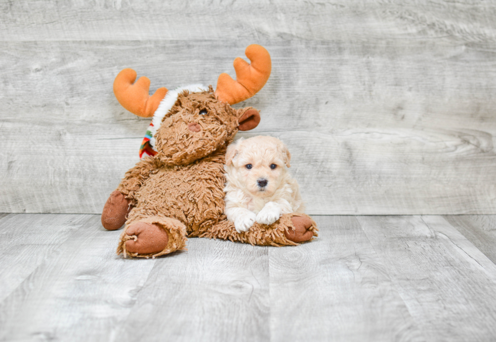 Playful Maltese Poodle Poodle Mix Puppy