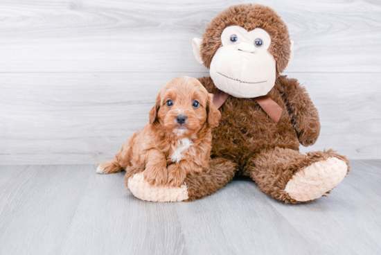 Adorable Cavoodle Poodle Mix Puppy