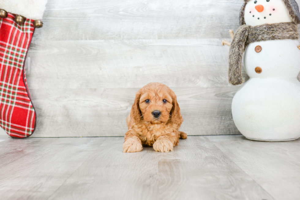 Cute Mini Goldendoodle Baby