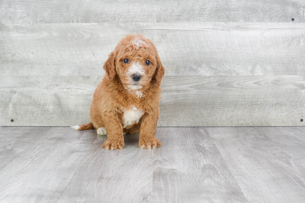 Best Mini Goldendoodle Baby