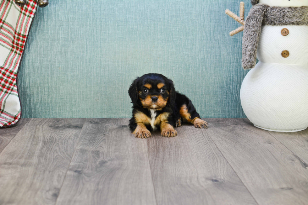 Popular Cavalier King Charles Spaniel Baby