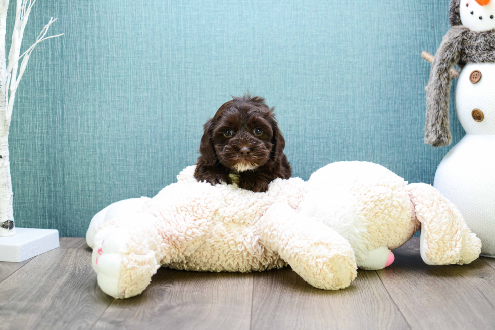 Adorable Cavoodle Poodle Mix Puppy