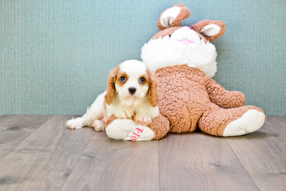 Fluffy Cavalier King Charles Spaniel Purebred Puppy