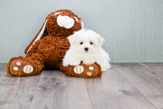 Little Maltese Purebred Pup