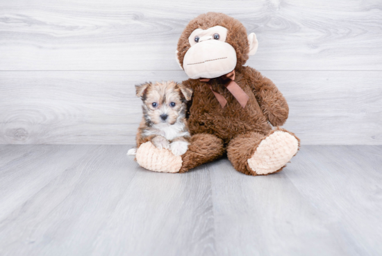 Morkie Pup Being Cute