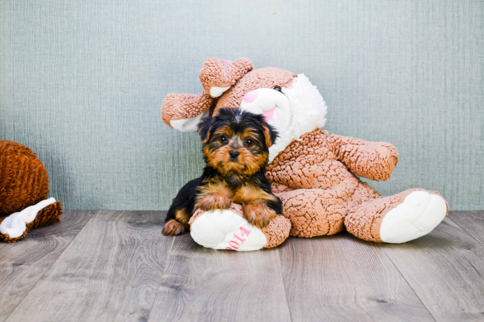 Meet Jeremy - our Yorkshire Terrier Puppy Photo 