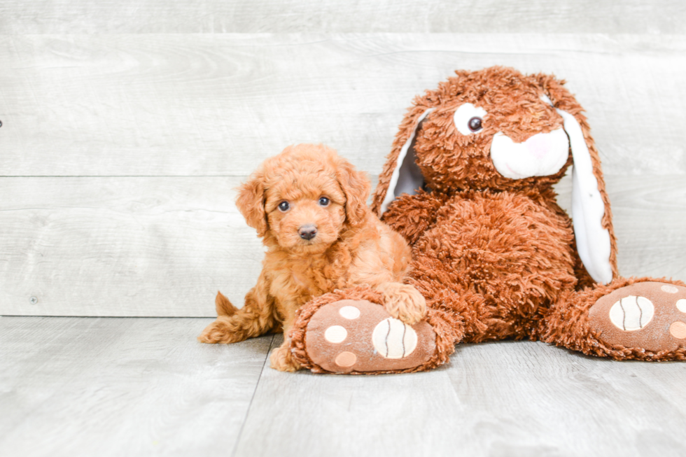 Smart Mini Goldendoodle Poodle Mix Pup