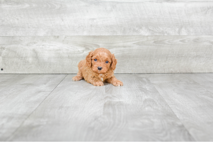 Popular Cavapoo Poodle Mix Pup