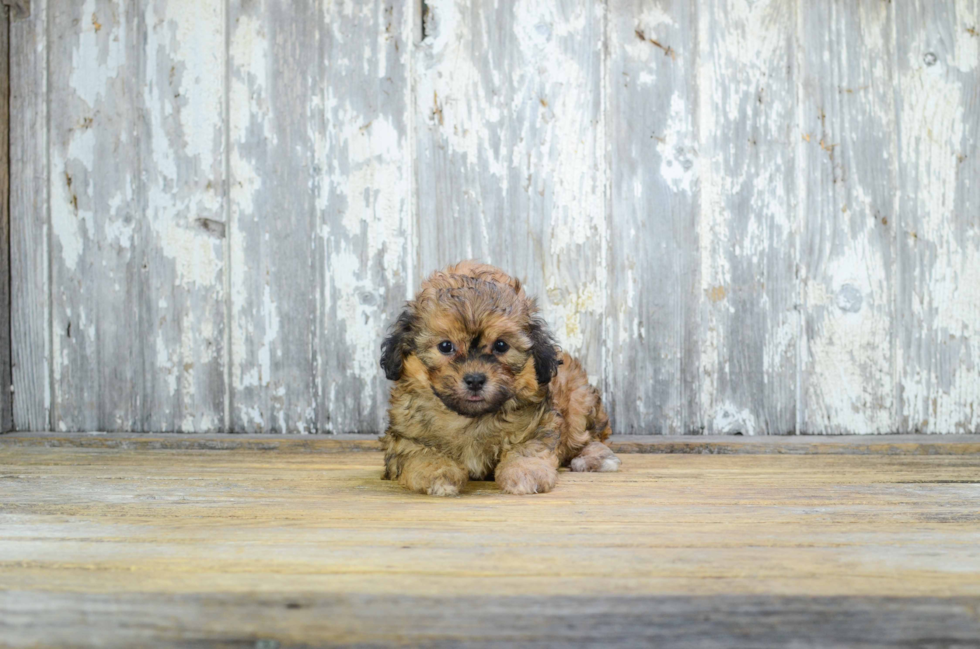 Small Teddy Bear Baby