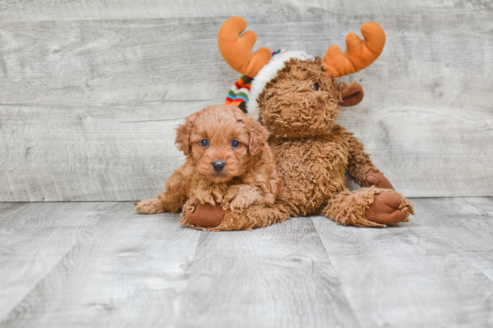 Best Cavapoo Baby