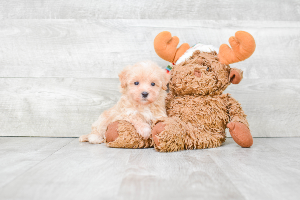 Maltipoo Pup Being Cute