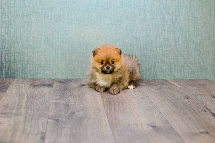 Funny Pomeranian Purebred Pup