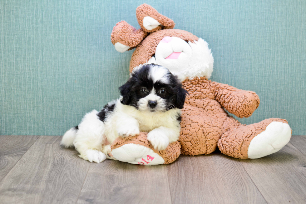Best Teddy Bear Baby