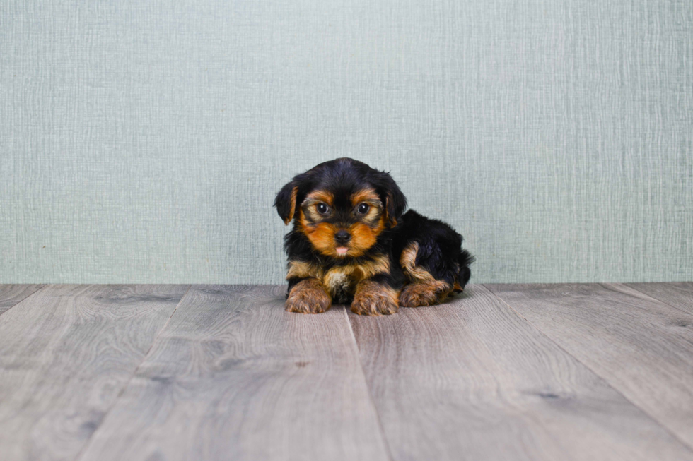 Meet Erica - our Yorkshire Terrier Puppy Photo 