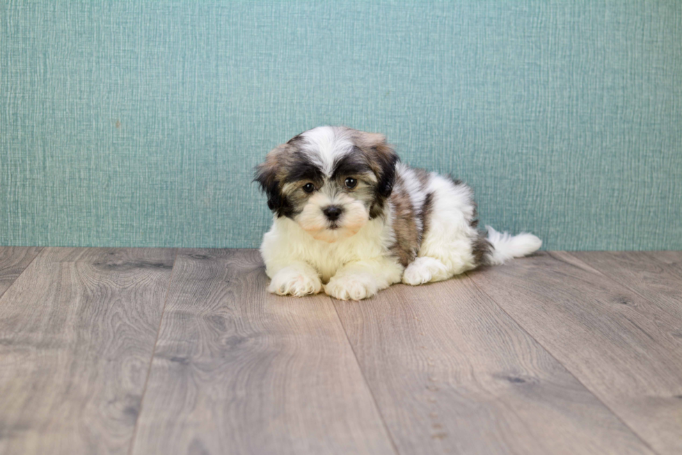 Fluffy Teddy Bear Designer Pup