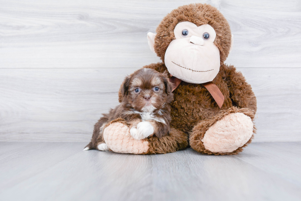 Teddy Bear Puppy for Adoption