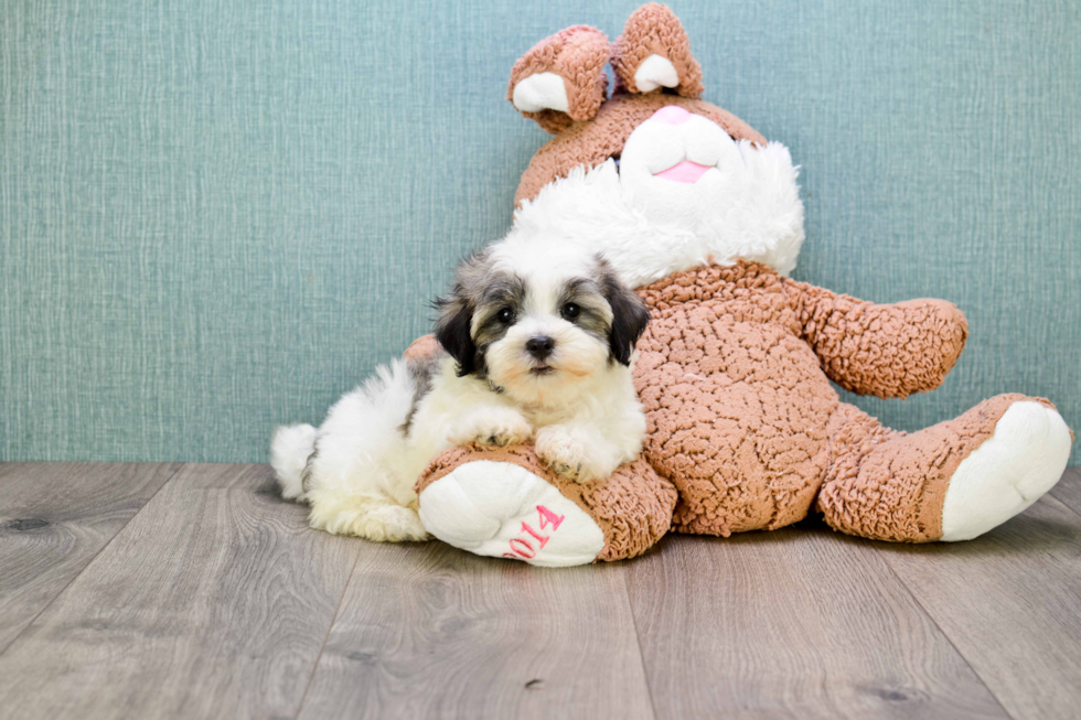 Best Havanese Baby