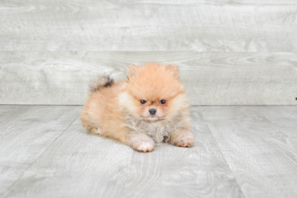 Pomeranian Puppy for Adoption