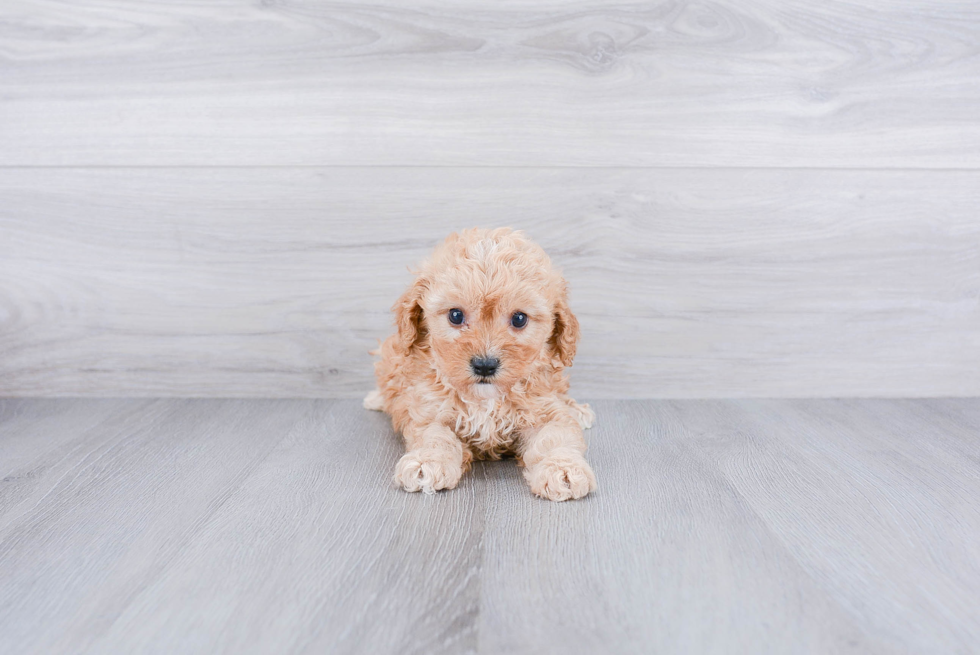 Best Cavapoo Baby