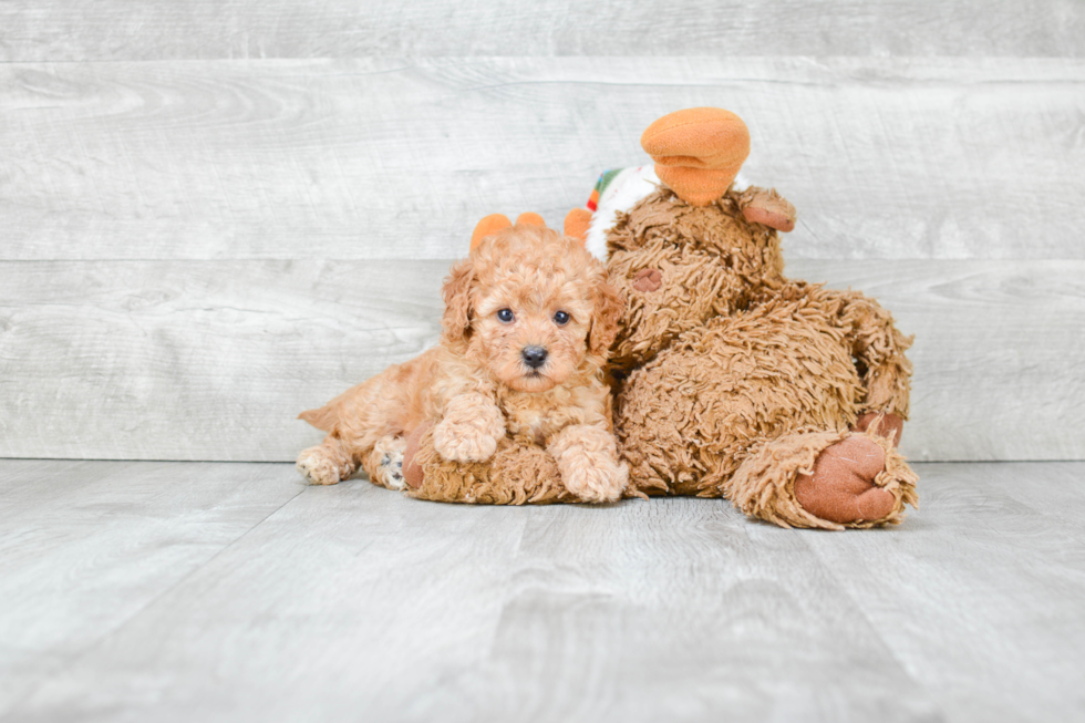 Hypoallergenic Cavoodle Poodle Mix Puppy