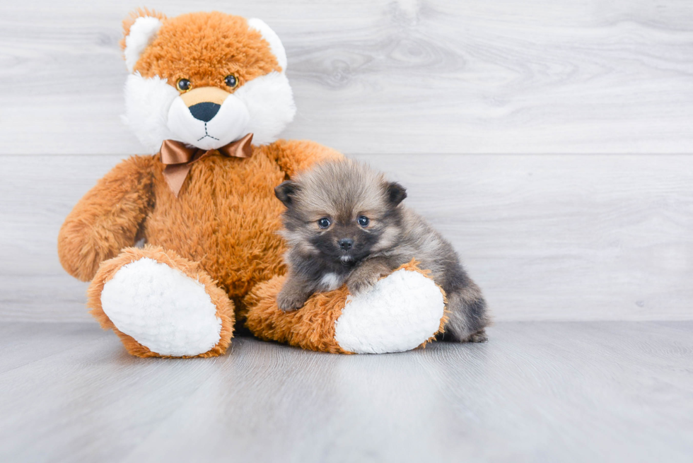 Best Pomeranian Baby