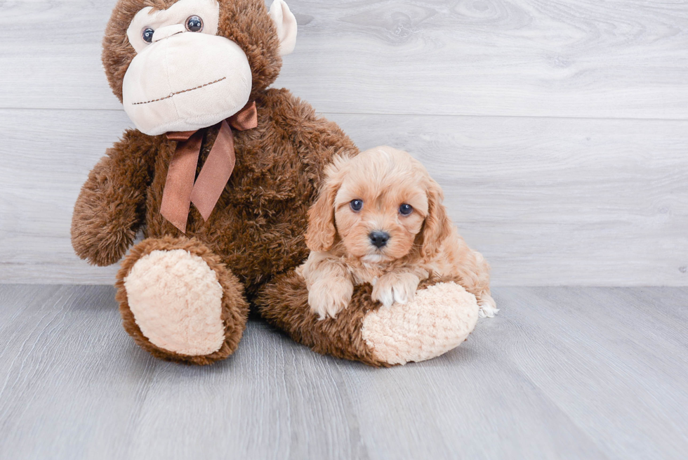 Happy Cavapoo Baby