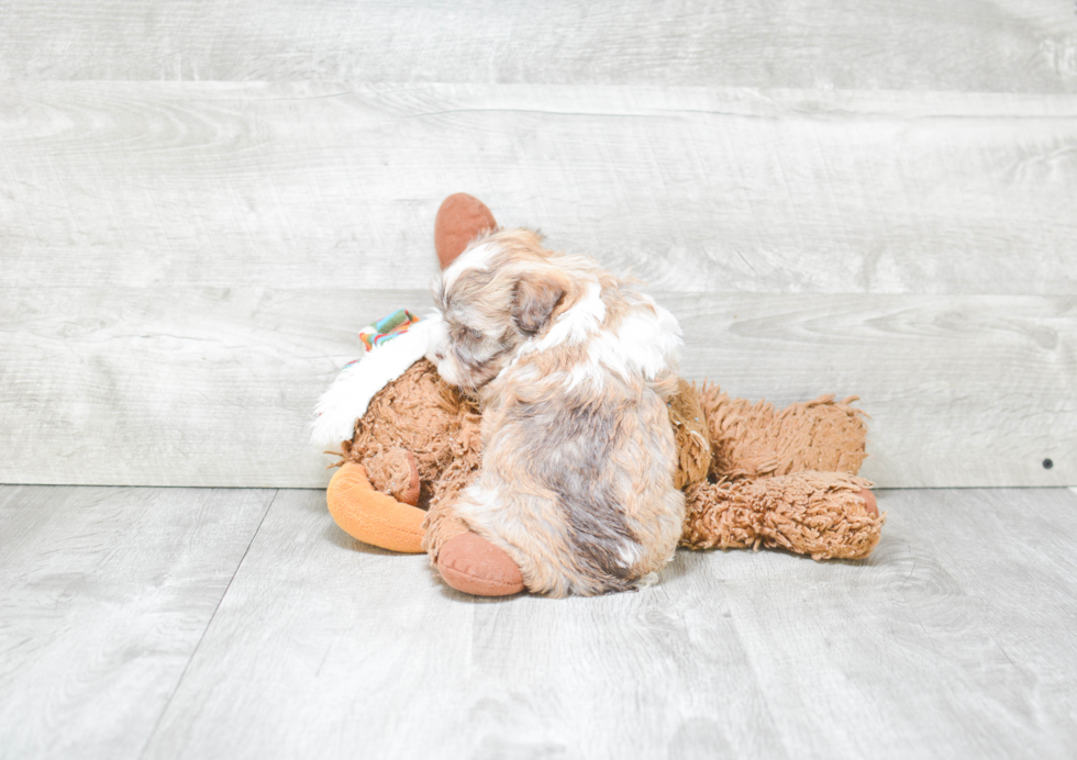 Small Havanese Baby