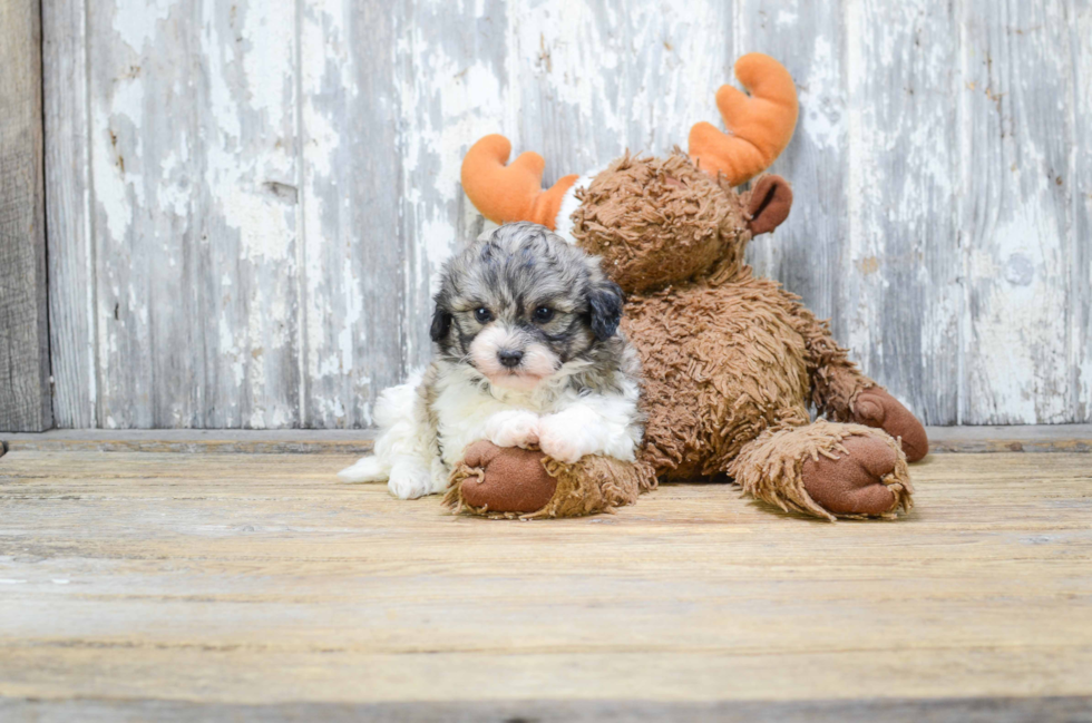 Energetic Shichon Designer Puppy