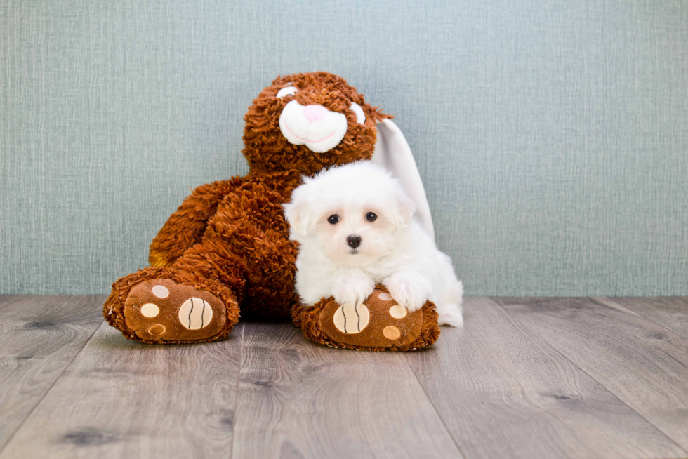 Maltese Puppy for Adoption