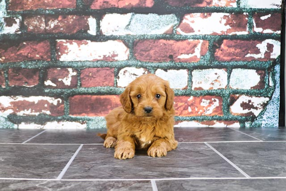 Cute Mini Goldendoodle Baby