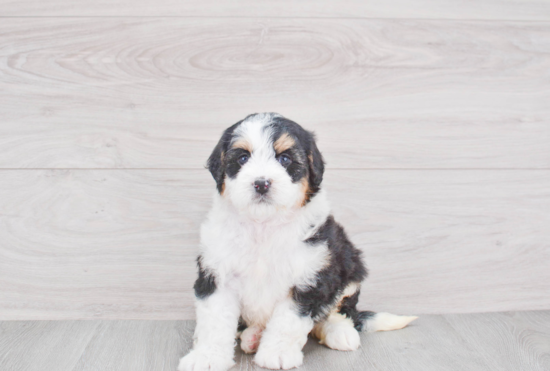 Friendly Mini Bernedoodle Baby